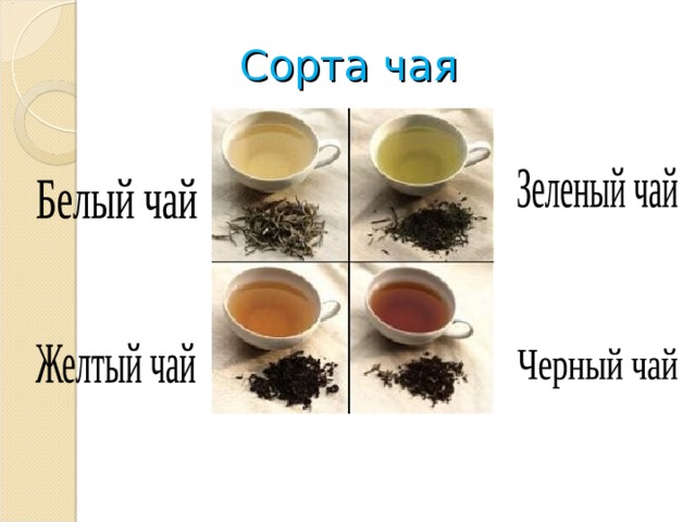 Сорта чая 