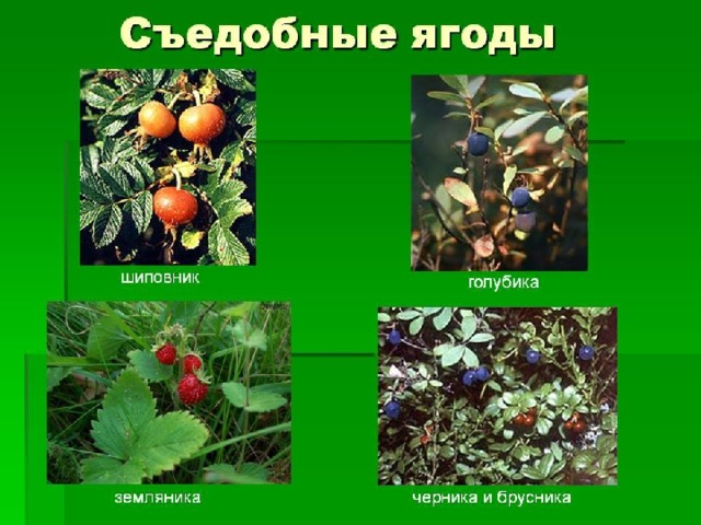 Презентация урока безопасности на летних каникулах