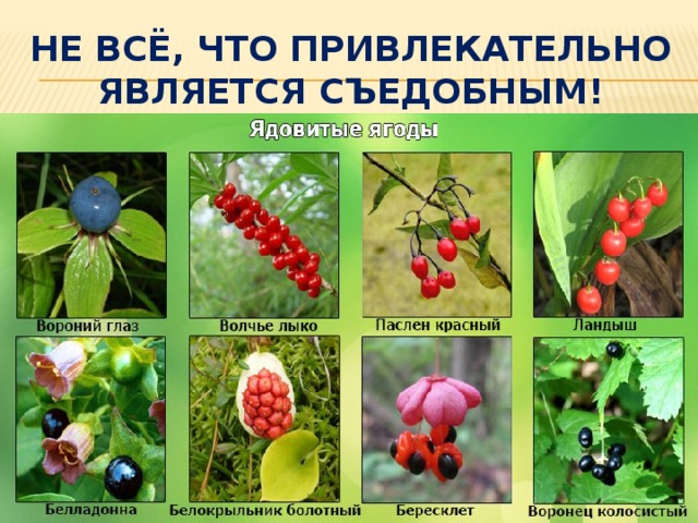 Презентация урока безопасности на летних каникулах