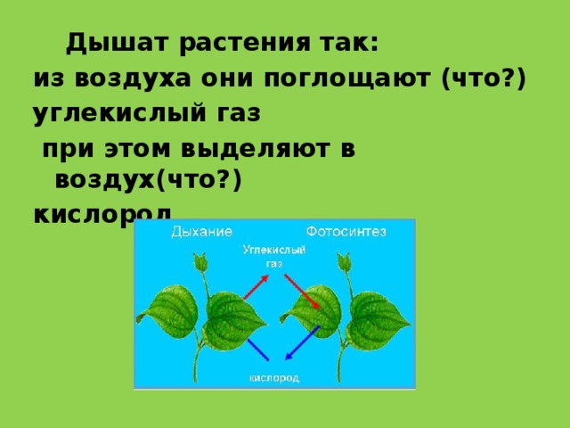 При дыхании растения поглощают а выделяют. Растения дышат углекислым газом. Растения поглощают углекислый ГАЗ И выделяют кислород. Что растения выделяют в воздух. Что поглощают растения из воздуха.
