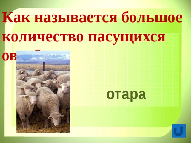 Как называется большое количество пасущихся овец? отара 