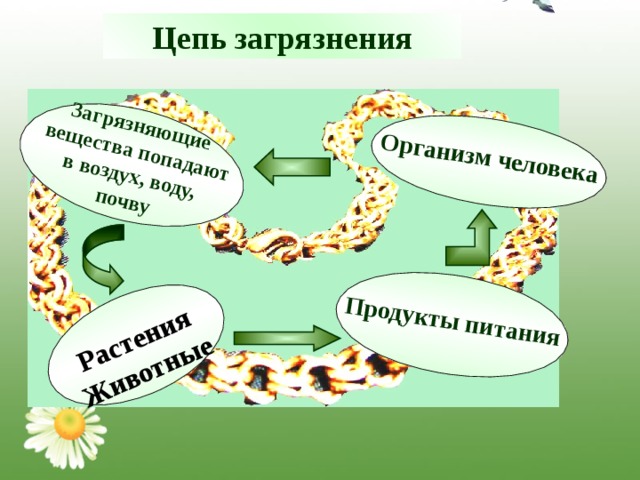  Загрязняющие  вещества попадают  в воздух, воду, почву   Растения Животные  Организм человека   Продукты питания  Цепь загрязнения 