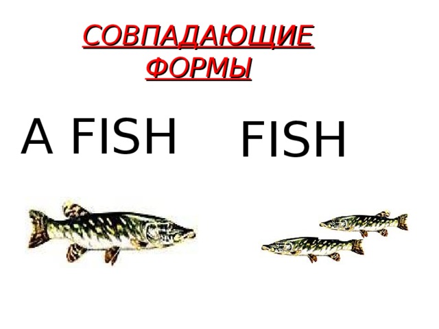 СОВПАДАЮЩИЕ ФОРМЫ A FISH FISH 