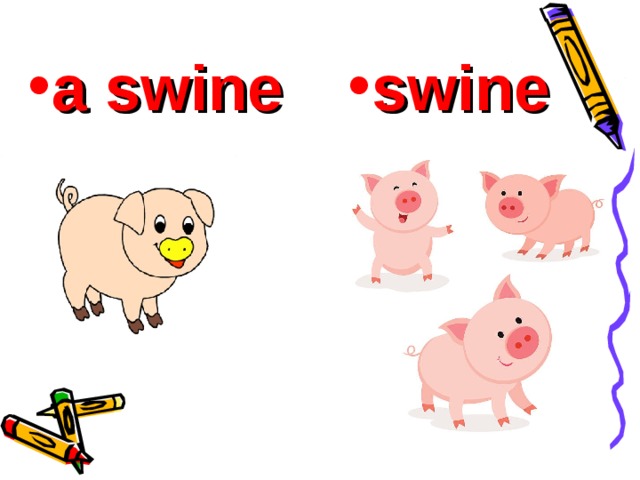 a swine swine 
