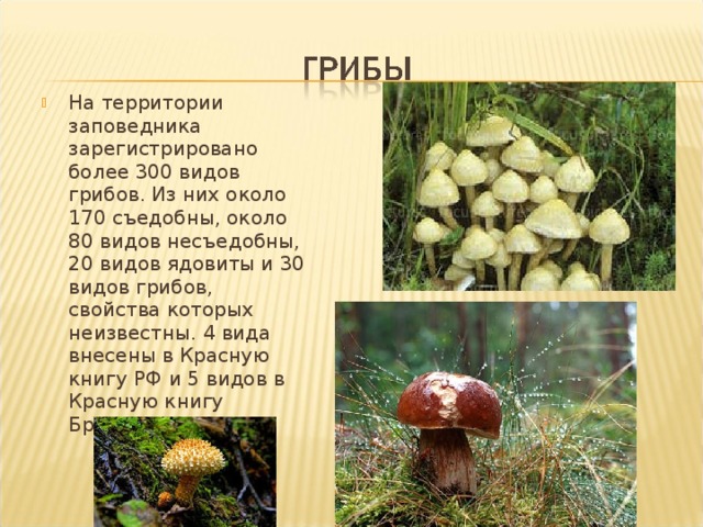 На территории заповедника зарегистрировано более 300 видов грибов. Из них около 170 съедобны, около 80 видов несъедобны, 20 видов ядовиты и 30 видов грибов, свойства которых неизвестны. 4 вида внесены в Красную книгу РФ и 5 видов в Красную книгу Брянской области 