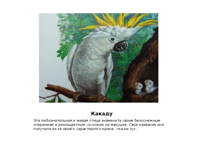  Какаду Эта любознательная и живая птица знаменита своим белоснежным оперением и разноцветным хохолком на макушке. Свое название она получила из-за своего характерного крика: «ка-ка-ту». 