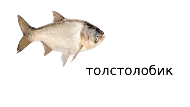 толстолобик 