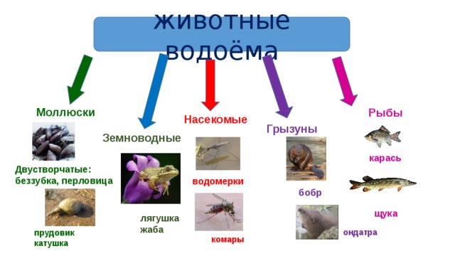 Рыбы обитатели водоемов 2 класс 21 век презентация