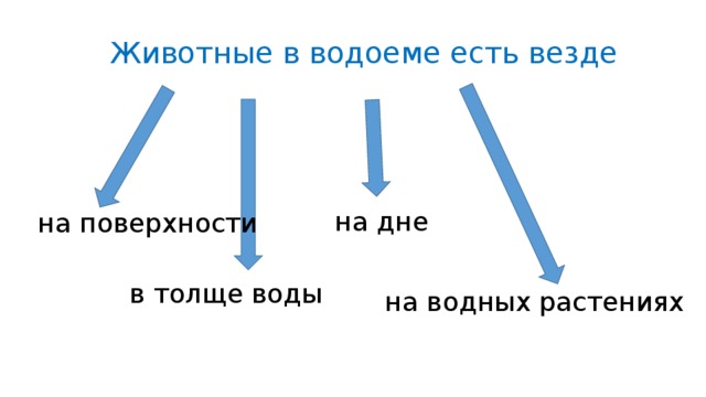 Животные в водоеме есть везде на дне на поверхности в толще воды на водных растениях 