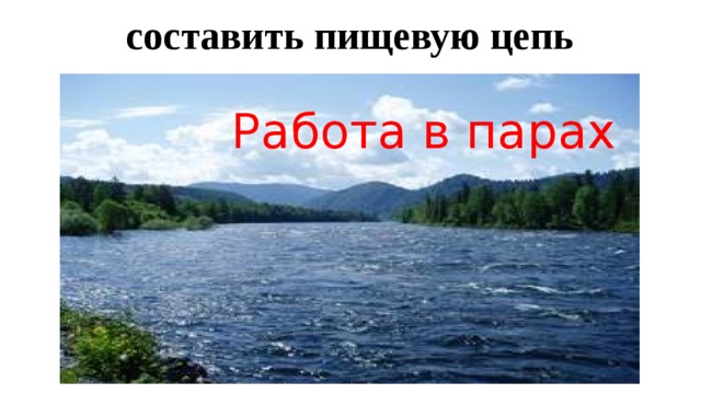 составить пищевую цепь Работа в парах 