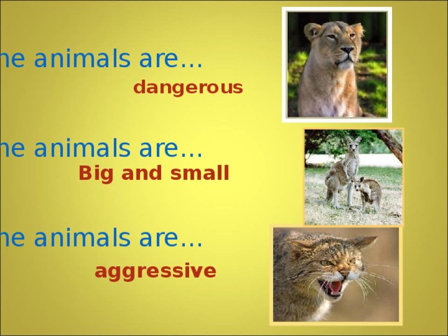 Some animals are…    Some animals are…    Some animals are… dangerous Big and small  aggressive