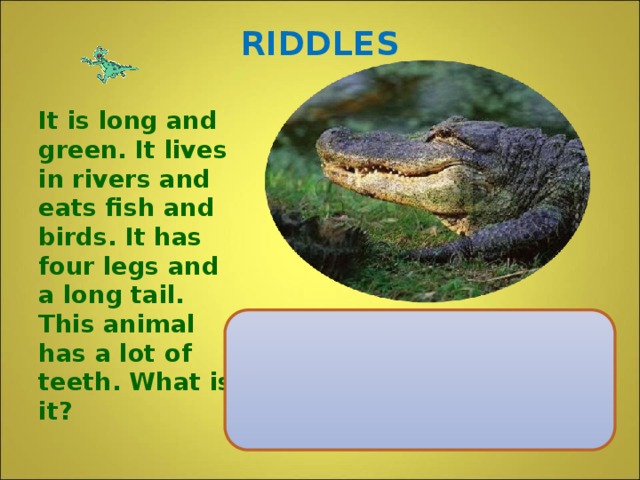 RIDDLES It is long and green. It lives in rivers and eats fish and birds. It has four legs and a long tail. This animal has a lot of teeth. What is it?