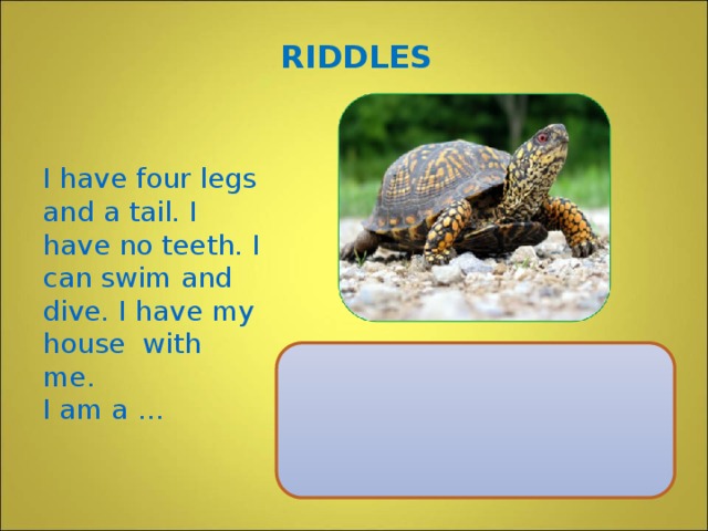 RIDDLES I have four legs and a tail. I have no teeth. I can swim and dive. I have my house with me. I am a …