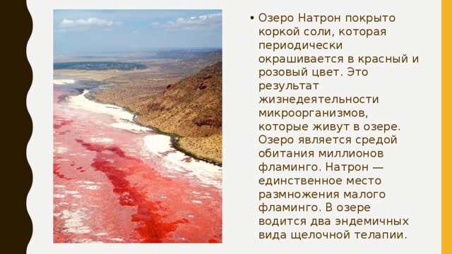 Озеро Натрон покрыто коркой соли, которая периодически окрашивается в красный и розовый цвет. Это результат жизнедеятельности микроорганизмов, которые живут в озере. Озеро является средой обитания миллионов фламинго. Натрон — единственное место размножения малого фламинго. В озере водится два эндемичных вида щелочной телапии. 