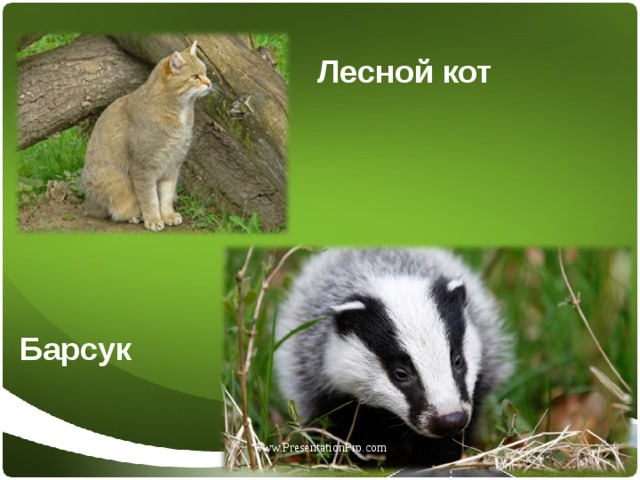 Как выглядит барсук кот