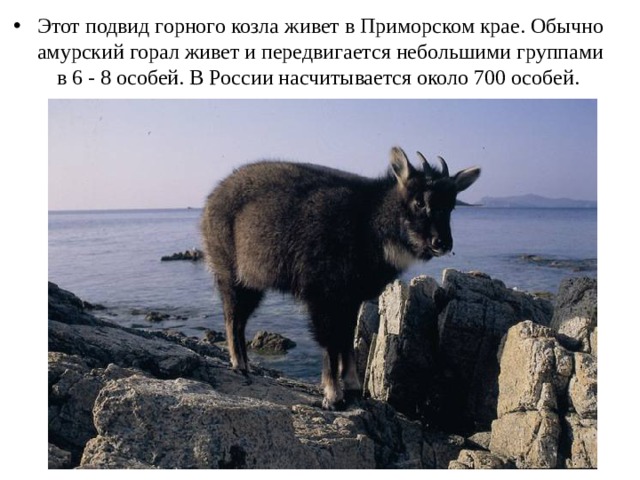 Этот подвид горного козла живет в Приморском крае. Обычно амурский горал живет и передвигается небольшими группами в 6 - 8 особей. В России насчитывается около 700 особей.