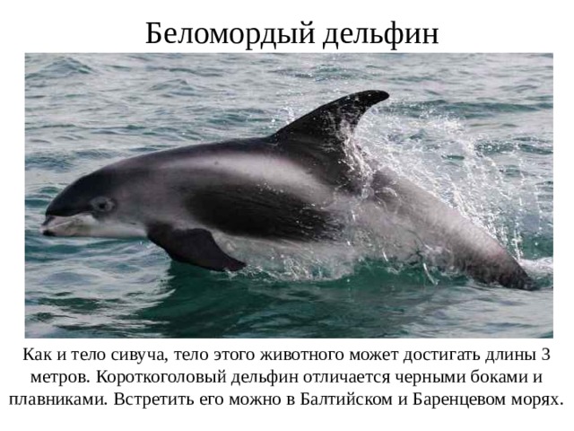 Беломордый дельфин Как и тело сивуча, тело этого животного может достигать длины 3 метров. Короткоголовый дельфин отличается черными боками и плавниками. Встретить его можно в Балтийском и Баренцевом морях.