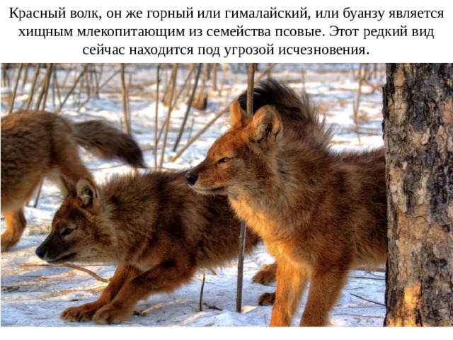 Красный волк, он же горный или гималайский, или буанзу является хищным млекопитающим из семейства псовые. Этот редкий вид сейчас находится под угрозой исчезновения .