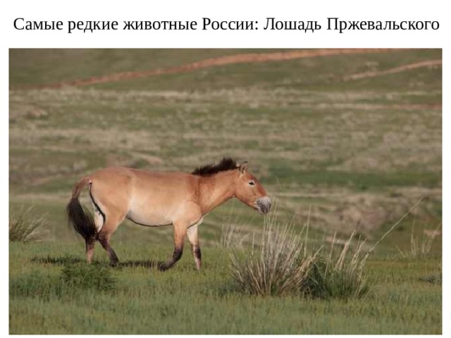 Самые редкие животные России: Лошадь Пржевальского