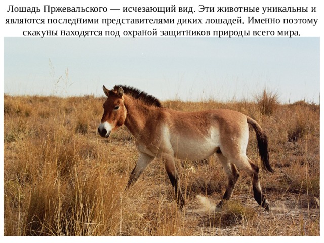 Лошадь Пржевальского — исчезающий вид. Эти животные уникальны и являются последними представителями диких лошадей. Именно поэтому скакуны находятся под охраной защитников природы всего мира.