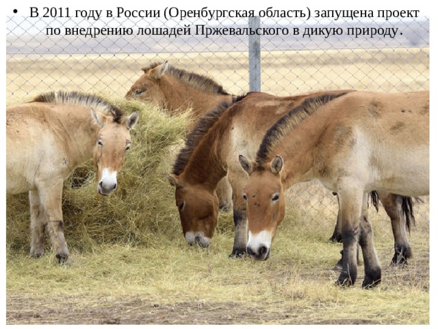 В 2011 году в России (Оренбургская область) запущена проект по внедрению лошадей Пржевальского в дикую природу .