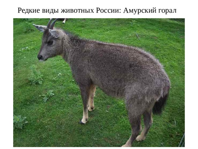 Редкие виды животных России: Амурский горал