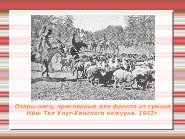 Отары овец, присланные для фронта от сумона Ийи- Тал Улуг-Хемского кожууна. 1942г. 