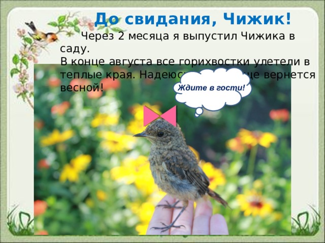  До свидания, Чижик!  Через 2 месяца я выпустил Чижика в саду. В конце августа все горихвостки улетели в теплые края. Надеюсь птичка еще вернется весной!  Ждите в гости! 