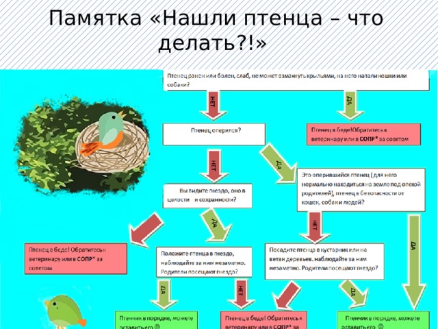 Памятка «Нашли птенца – что делать?!» 