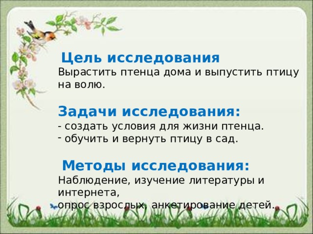   Цель исследования  Вырастить птенца дома и выпустить птицу на волю.   Задачи исследования: - создать условия для жизни птенца.  обучить и вернуть птицу в сад.    Методы исследования: Наблюдение, изучение литературы и интернета, опрос взрослых, анкетирование детей.     