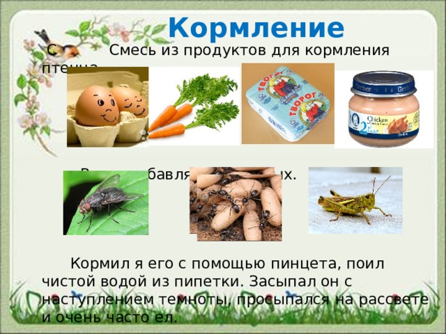  Кормление  С Смесь из продуктов для кормления птенца.  В еду добавлял насекомых.  Кормил я его с помощью пинцета, поил чистой водой из пипетки. Засыпал он с наступлением темноты, просыпался на рассвете и очень часто ел.   