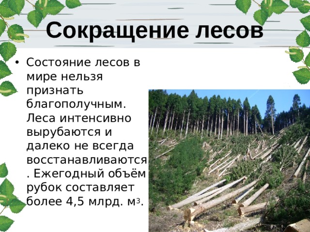 Сокращение лесов Состояние лесов в мире нельзя признать благополучным. Леса интенсивно вырубаются и далеко не всегда восстанавливаются. Ежегодный объём рубок составляет более 4,5 млрд. м 3 . 