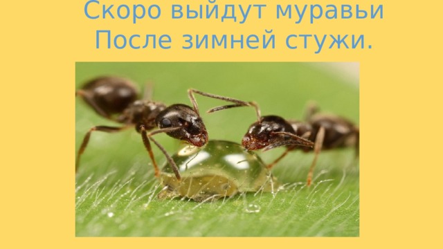 Скоро выйдут муравьи После зимней стужи. 