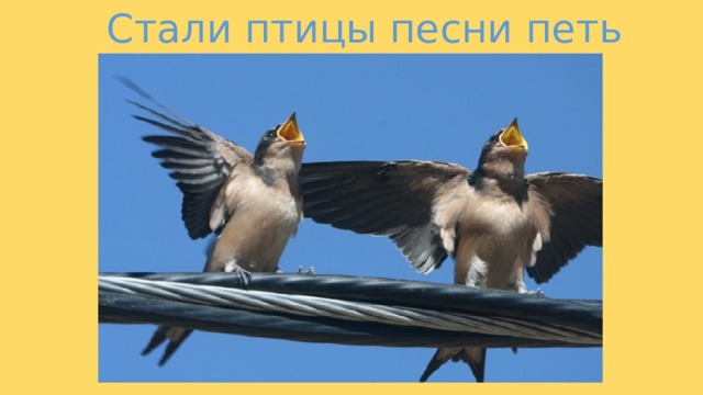 Стали птицы песни петь 