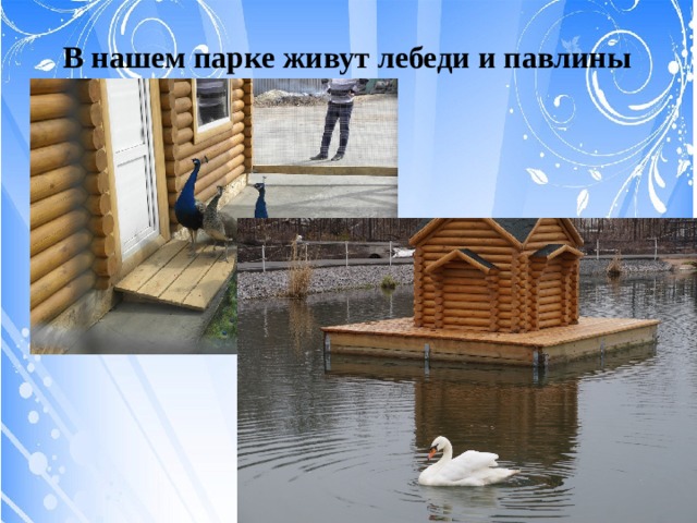 В нашем парке живут лебеди и павлины 