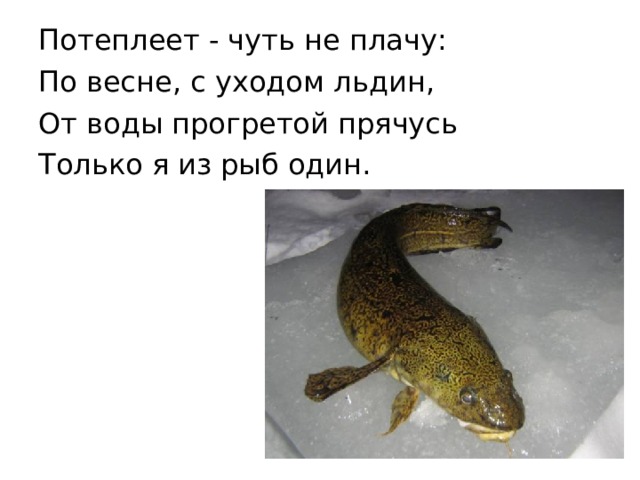 Потеплеет - чуть не плачу: По весне, с уходом льдин, От воды прогретой прячусь Только я из рыб один.