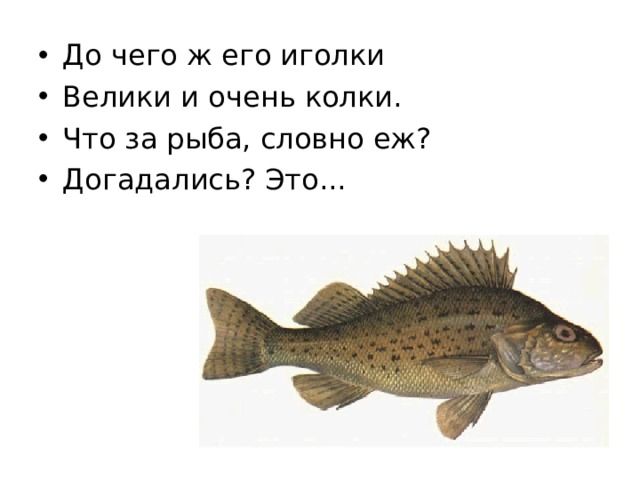 До чего ж его иголки Велики и очень колки. Что за рыба, словно еж? Догадались? Это...