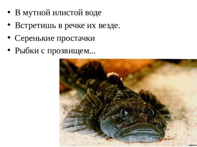 В мутной илистой воде Встретишь в речке их везде. Серенькие простачки Рыбки с прозвищем...