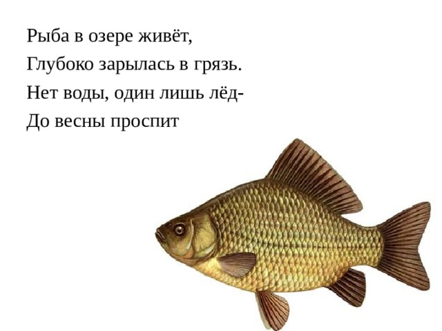Рыба в озере живёт, Глубоко зарылась в грязь. Нет воды, один лишь лёд- До весны проспит