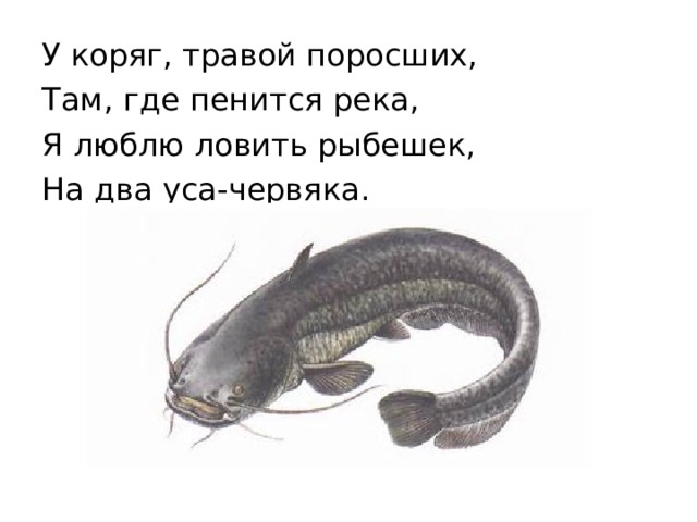 У коряг, травой поросших, Там, где пенится река, Я люблю ловить рыбешек, На два уса-червяка.