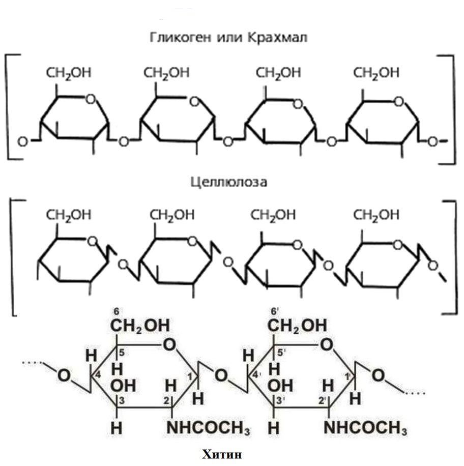 Строение крахмала и целлюлозы. Крахмал гликоген Целлюлоза строение. Строение крахмала и гликогена. Формула крахмала и целлюлозы. Крахмал гликоген Целлюлоза формулы.