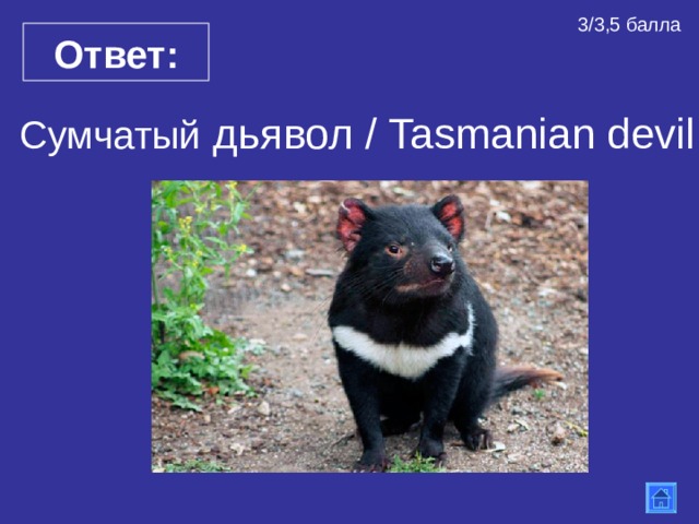 Тасманский дьявол презентация