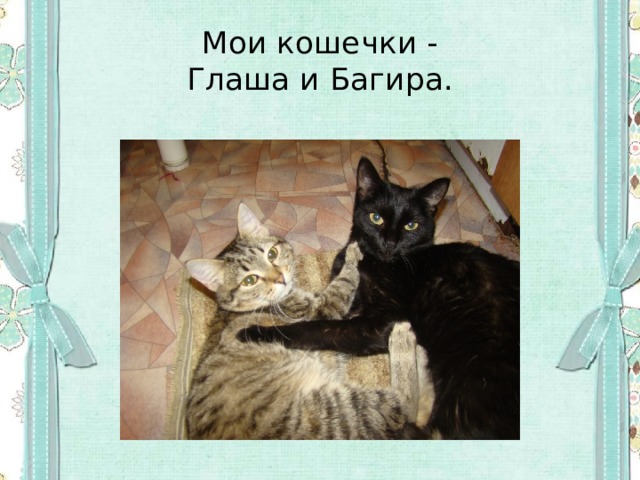 Мои кошечки -  Глаша и Багира. 