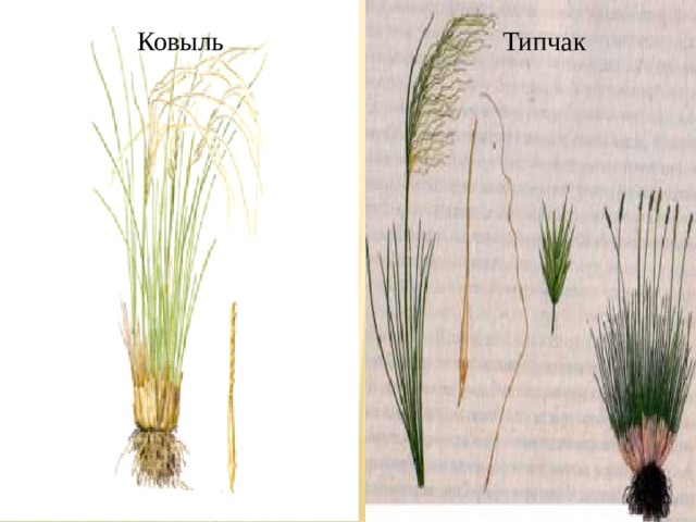 Ковыль строение