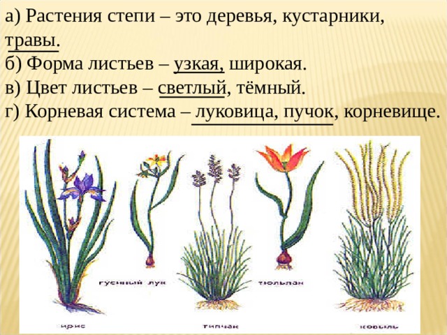 Растения степи 4 класс