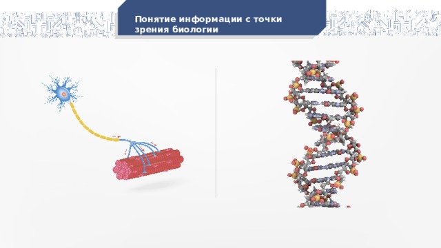 Понятие информации с точки зрения биологии 