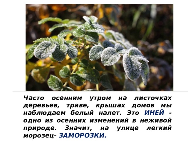 Часто осенним утром на листочках деревьев, траве, крышах домов мы наблюдаем белый налет. Это ИНЕЙ - одно из осенних изменений в неживой природе. Значит, на улице легкий морозец- ЗАМОРОЗКИ. 