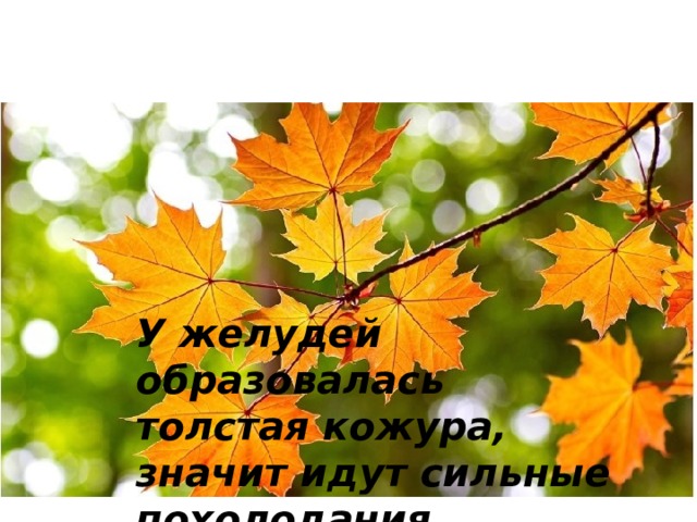              Народный календарь полон  осенних примет     . У желудей образовалась толстая кожура, значит идут сильные похолодания. 