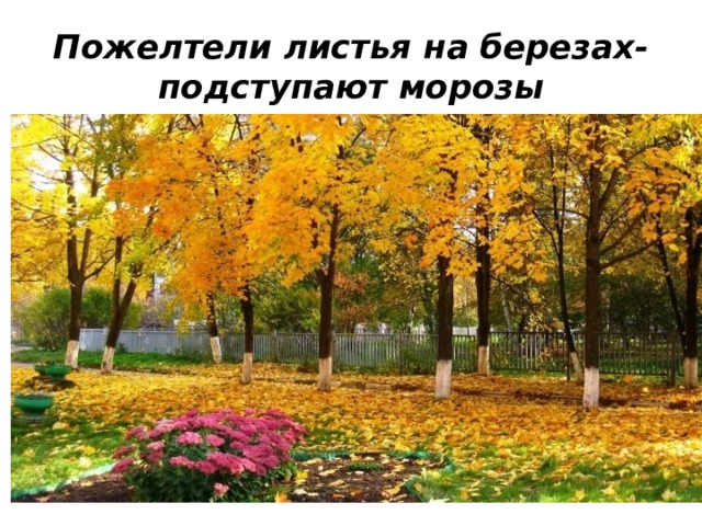 Пожелтели листья на березах- подступают морозы 