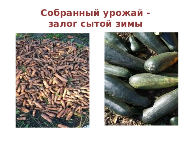Собранный урожай -  залог сытой зимы 
